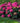 Endless Summer® Summer Crush® Hydrangea