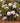 Endless Summer® The Original Hydrangea