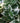 Emerald Gaiety Euonymus