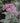 Little Joe Dwarf Joe Pye Weed