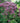 Phantom Joe Pye Weed