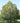 European Hornbeam