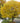 European Hornbeam