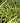 Evergold Japanese Sedge