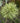 'Evergold' Japanese Sedge
