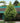Exclamation!™ London Planetree