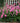 Fall in Love® 'Sweetly' Japanese Anemone ®