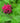 'Fireball' PP14235 Beebalm