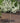 Firebird® Sargent Crabapple