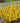 Show Off® Sugar Baby® Forsythia