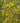 New Hampshire Gold Forsythia