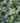Blue Shadow Fothergilla