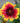 Blanket Flower 'Arizona Sun'
