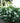Gatsby Gal® Oakleaf Hydrangea
