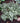 Japanese Painted Fern