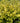 'Golden Vicary' Privet