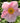 Grapeleaf Anemone
