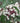 Gray Dogwood
