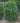 'Green Mountain' Boxwood