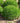 Green Velvet® Boxwood