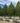 Greenspire® Littleleaf Linden