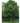 Common Hackberry