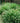 Dwarf Fountain 'Hameln' Grass