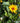 Summer Nights False Sunflower