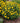 Tuscan Sun False Sunflower