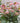 Dorothy's Dawn® Hellebore