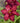 'Double Pardon Me' Daylily