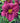 'Little Grapette' Daylily