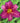 'Little Wine Cup' Daylily