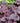 Plum Pudding Coralbells Heuchera