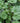 Dale's Strain Coralbells Heuchera