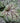 Green Spice Coralbells Heuchera