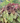 Carnival Watermelon Coralbells Heuchera