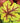 Alabama Sunrise Coralbells Heuchera