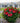 Hibiscus Summerific® 'Valentine's Crush'