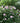 'Tosca' Hybrid Rose-of-Sharon