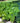 Hosta 'Coast to Coast'