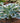 Hosta Shadowland 'Hope Springs Eternal'
