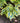 Hosta Shadowland 'Autumn Frost'