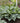 Hosta Shadowland 'Diamond Lake'