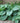 Hosta 'Elegans'