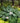 Hosta 'Empress Wu'