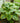 Hosta 'Fragrant Bouquet'