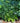 Hosta 'Francee'