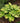 Hosta 'Gold Standard'