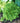 Hosta 'Golden Tiara'